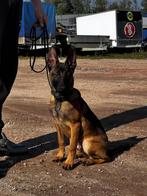 Mechelse herder, Rabiës (hondsdolheid), 15 weken tot 1 jaar, Reu, Eén hond