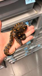 0.1 normaal 100% het clown ghost ball Python, Dieren en Toebehoren, Reptielen en Amfibieën, Slang, 0 tot 2 jaar