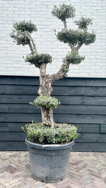 Olea europaea olijfboom pon pon  beschikbaar voor biedingen