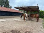 Pension stalling paard Maastricht, paddock en inloopstal., Dieren en Toebehoren, Stalling en Weidegang, Weidegang, 1 paard of pony