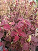 Gratis siernetel stekjes (Coleus), Ophalen, Minder dan 100 cm