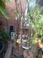 Hoogstam fruitbomen, Ophalen, Lente, Volle zon, Overige soorten