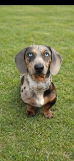 Super mooie kaninchen x dwerg teckel pups, Parvo, 8 tot 15 weken, Korthaar, Dwerg