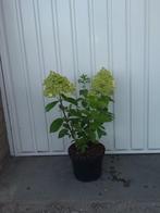 hydrangea paniculata limelight (pluim hortensia), Zomer, Vaste plant, Overige soorten, Ophalen