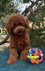 Toypoedel pup reu, Dieren en Toebehoren, Honden | Chihuahua's en Gezelschapshonden, Poedel, Rabiës (hondsdolheid), 15 weken tot 1 jaar