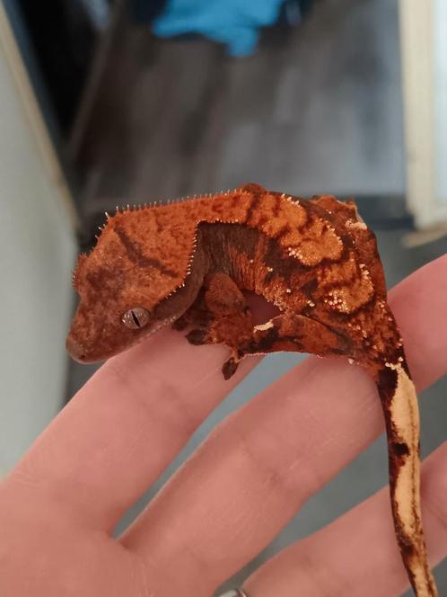 Wimpergekko's Triple X, Dieren en Toebehoren, Reptielen en Amfibieën, Hagedis, 0 tot 2 jaar