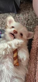 Puppy Chihuahua/Shih tzu teefje (19 weken), 15 weken tot 1 jaar, CDV (hondenziekte), Teef, Eén hond