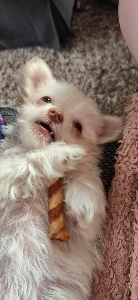 Puppy Chihuahua/Shih tzu teefje (19 weken), Dieren en Toebehoren, Honden | Chihuahua's en Gezelschapshonden, Teef, Chihuahua, Particulier