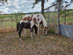 Paint/ Quarter  horses/ paarden, Dieren en Toebehoren, Paarden, Meerdere dieren, Niet van toepassing, Gechipt, 7 tot 10 jaar