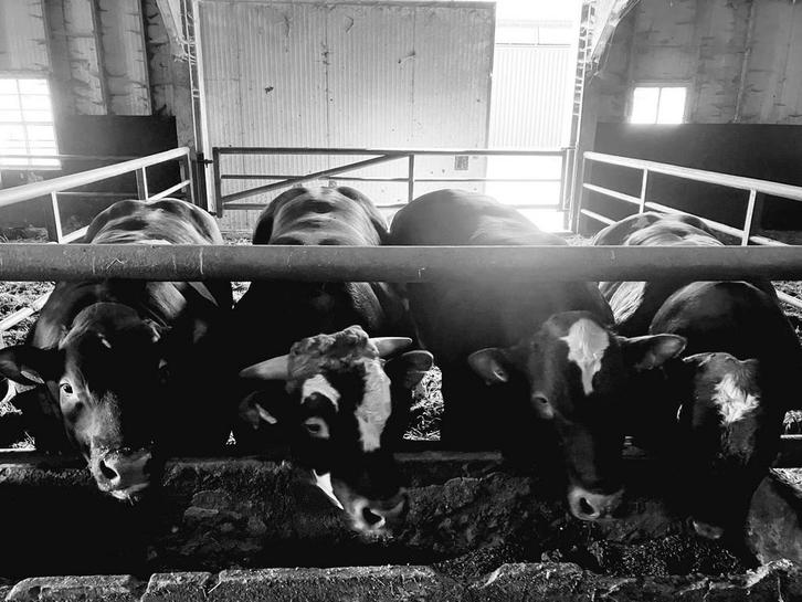 Luxe verbeterd roodbont pakketten.(advertentie aangepast), Dieren en Toebehoren, Runderen, Vrouwelijk