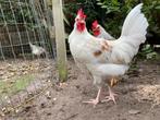 Witte olijflegger haan 3 mnd zoekt toompje, Dieren en Toebehoren, Pluimvee, Mannelijk, Kip