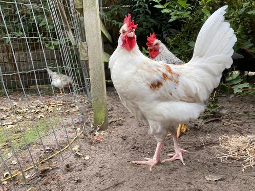 Handtamme, vriendelijk olijflegger haan 4 mnd, Dieren en Toebehoren, Pluimvee, Kip, Mannelijk