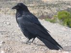 raaf gezocht  Corvus Corax, Meerdere dieren, Geringd