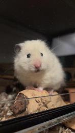 Syrische hamster Floki, Juli, Mannelijk, Hamster