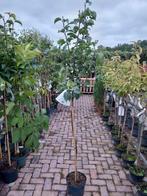 Nashi Peer halfstam, Leiboom, Lente, 100 tot 250 cm, Ophalen