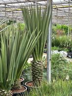 Winterharde Yucca Treculeana - sterke palmlelie voor buiten!, Volle zon, Vaste plant, Zomer, Ophalen