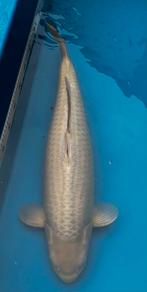 Chagoi Marusei, Karper of Koi