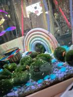 Aqarium compleet, Dieren en Toebehoren, Ophalen, Zo goed als nieuw, Gevuld zoetwateraquarium