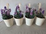 4 hangbakjes plantenbakjes met lavendel beige, Tuin en Terras, Planten | Tuinplanten, Ophalen of Verzenden, Zomer, Overige soorten