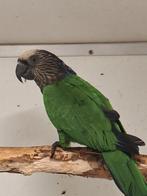 1-1 Kraagpapegaaien, Meerdere dieren, Papegaai, Geringd