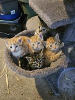5 lieve kittens te koop!, Dieren en Toebehoren, Meerdere dieren, Kortharig, 0 tot 2 jaar