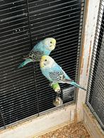 Te koop, Dieren en Toebehoren, Vogels | Parkieten en Papegaaien, Mannelijk, Parkiet