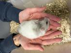 Te koop Goudhamsters/ Syrische hamsters, Dieren en Toebehoren, Knaagdieren, Meerdere dieren, Hamster, Tam