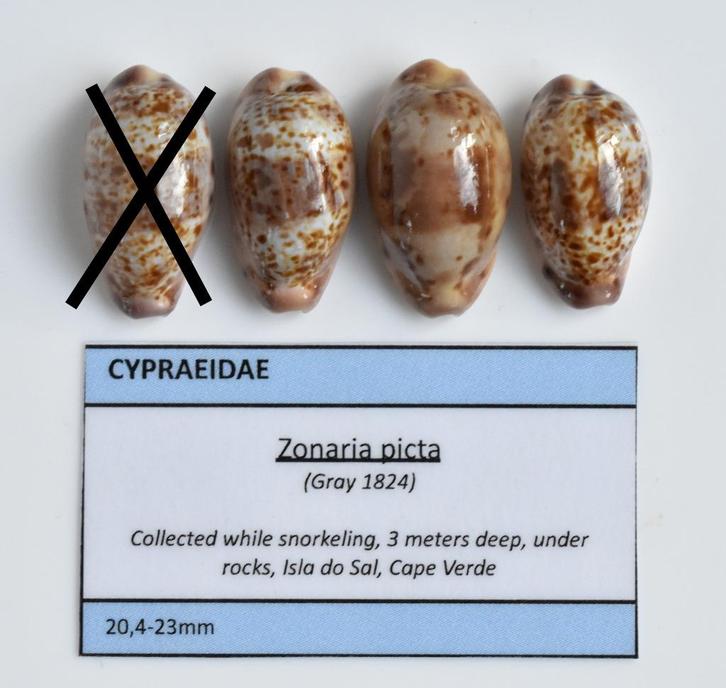 Schelpen: Cypraea picta 20,4-23mm (Gem) Kaapverdië, Verzamelen, Mineralen en Fossielen, Schelp(en), Ophalen of Verzenden