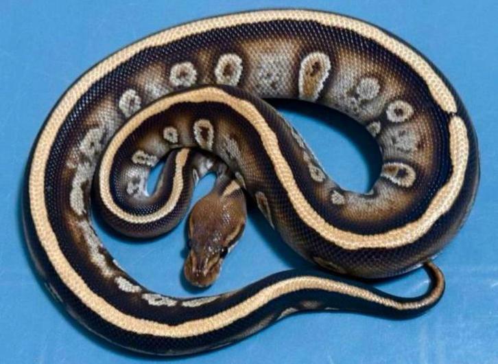 0.1 Cypress Stranger (poss Super) 66% poss. het Clown