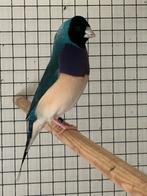 Gould amadines, Dieren en Toebehoren, Vogels | Overige Vogels, Mannelijk, Tropenvogel, Geringd