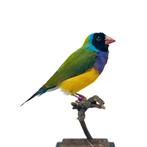 Ruime keuze aan opgezette vogels te koop!, Verzamelen, Ophalen of Verzenden, Nieuw, Vogel, Opgezet dier