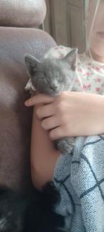 Blauwe Rus kitten, Dieren en Toebehoren, Katten en Kittens | Raskatten | Korthaar, Kater