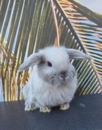 minilop/nhd  baby konijntje, Dieren en Toebehoren, Konijnen, Meerdere dieren, Dwerg