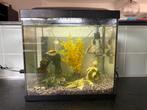Aquarium (incl. filter(s), vissen & decoratie), Dieren en Toebehoren, Vissen | Aquaria en Toebehoren, Ophalen, Zo goed als nieuw