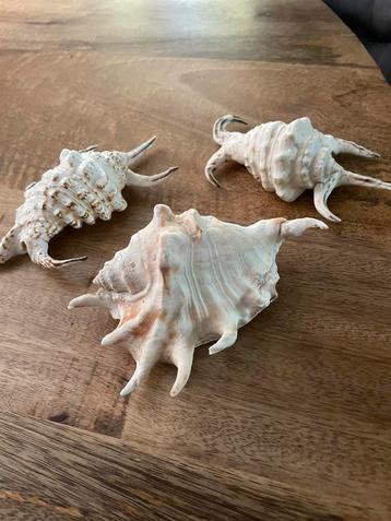 3 stuks Zeeschelp - beschikbaar voor biedingen