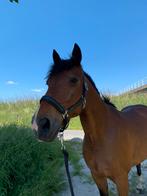8- jarige draver inruil mogelijk, Dieren en Toebehoren, Paarden, Minder dan 160 cm, B, Gechipt, Ruin