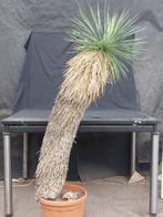Yucca linearifolia ssp. Galeana 42, 155 cm, stam 110 cm, Ophalen, Vaste plant, Overige soorten, Volle zon