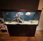 Juwel rio 450 aquarium + fluval fx6, Dieren en Toebehoren, Ophalen, Gebruikt, Gevuld zoetwateraquarium