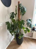 Monstera deliciosa xxl, Huis en Inrichting, Ophalen, 100 tot 150 cm, Overige soorten, Halfschaduw