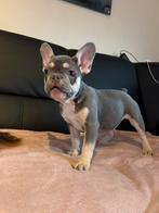 Franse Bulldog pups beschikbaar, Particulier, Rabiës (hondsdolheid), Meerdere, Bulldog