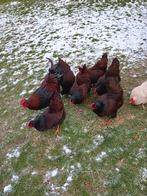 Broedeieren te koop van de Barneveldse kippen dubbel gezoomd, Dieren en Toebehoren, Pluimvee, Geslacht onbekend, Kip