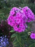 Prachtige, gezonde en hoge Phloxen uit eigen tuin, Volle zon, Vaste plant, Zomer, Ophalen