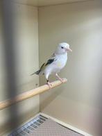 Te koop Majur Putter pop, Dieren en Toebehoren, Vrouwelijk, Bastaard