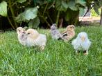 USA zijdehoen kuikens, Dieren en Toebehoren, Geslacht onbekend, Kip