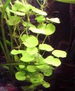 Braziliaanse klimop, snelle groeier., Dieren en Toebehoren, Vissen | Aquaria en Toebehoren, Ophalen, Nieuw, Plant(en), Steen of Hout