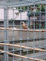 Spitsstaartamadine en Zwartwang zebravink, Dieren en Toebehoren, Vogels | Overige Vogels