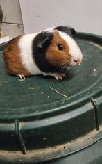 Bonte jonge zeug aangeboden 7 weken oud., Dieren en Toebehoren, Knaagdieren, September, Vrouwelijk, Cavia