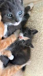 Grijze kitten met wit neusje te koop, Dieren en Toebehoren, Katten en Kittens | Raskatten | Korthaar, Ontwormd, Poes