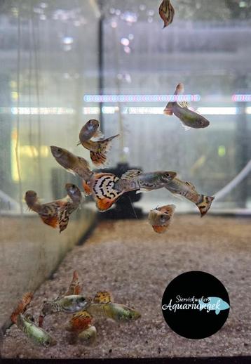 Poecilia reticulata dumbo dragon guppy beschikbaar voor biedingen