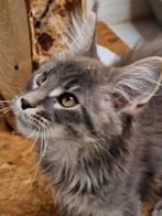 Maine coons -laatste twee poesjes en een katertje/ stamboom, Dieren en Toebehoren, Katten en Kittens | Raskatten | Langhaar, Meerdere dieren